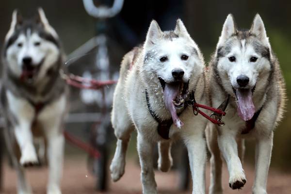 조기 진단부터 신약 개발까지…‘개르신’ 치매 시장 노리는 K-바이오 - 뉴스 썸네일 이미지