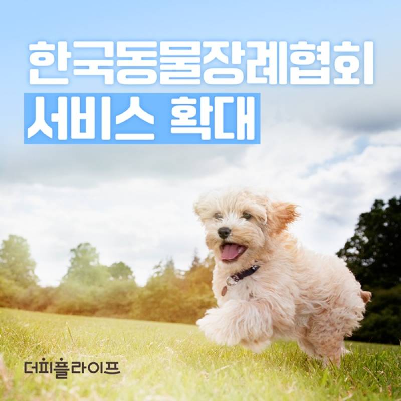 '마지막 이별까지 케어' 더피플라이프, 반려동물 장례서비스 확대 - 뉴스 썸네일 이미지