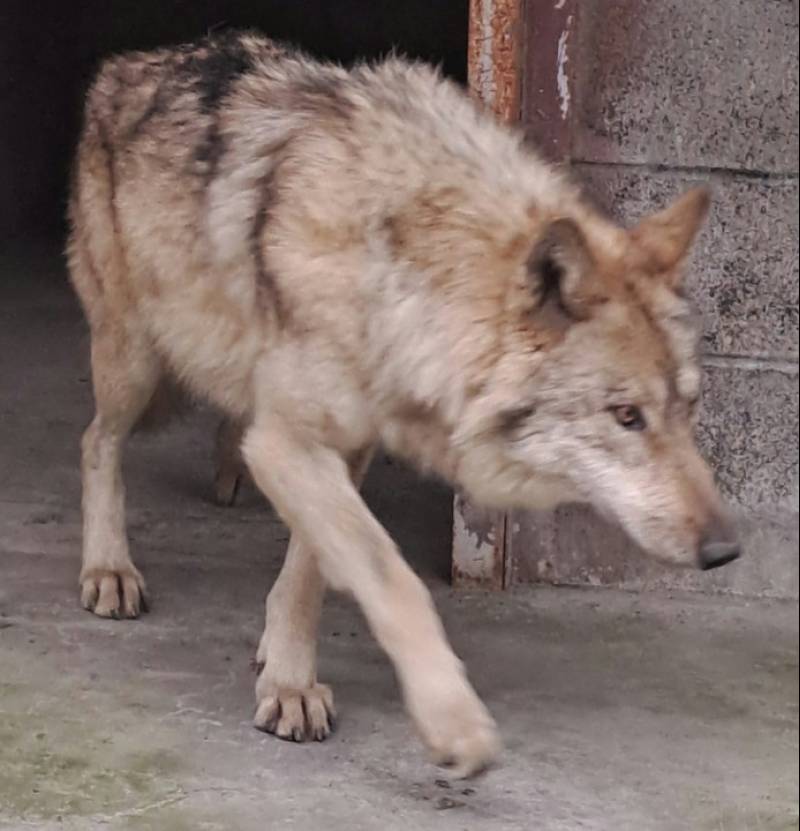 늑구 관련 이미지 2